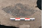 Foto (Detailansicht) von Cassia phaseolites Unger (NHMW-GEO-2024-0188-8046)